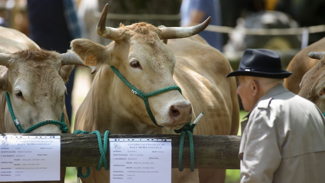 La provincia de Lugo se entrega a las fiestas y las ferias